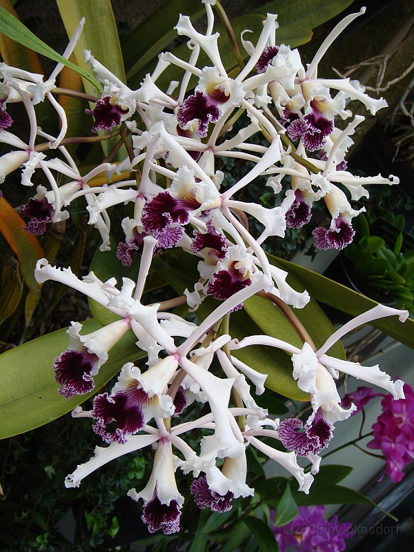 388 Longwood Gardens [2008 August 23].JPG - Longwood Gardens in Pennsylvania